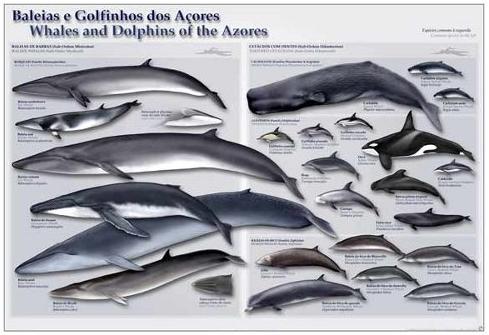 poster_baleias_e_golfinhos_dos_acores